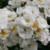 Rosa 'Rambling Rector' -Garden Supplies Sales 2024 pl0000001282