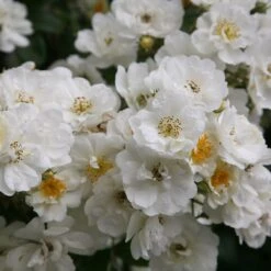 Rosa 'Rambling Rector' -Garden Supplies Sales 2024 pl0000001282 card3 lg