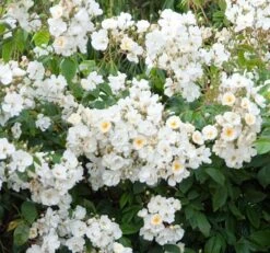 Rosa 'Wedding Day' -Garden Supplies Sales 2024 pl0000001284 card3 lg