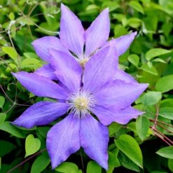 Clematis 'Lasurstern'