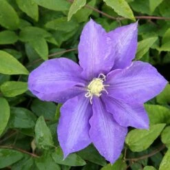 Clematis 'Lasurstern' -Garden Supplies Sales 2024 pl0000001388 card3 lg