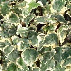 Hedera Algeriensis 'Gloire De Marengo'