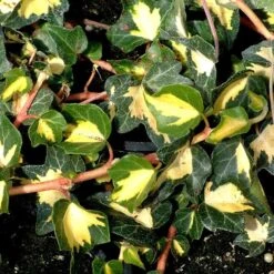 Hedera Helix 'Oro Di Bogliasco' -Garden Supplies Sales 2024 pl0000001644 card2 lg
