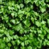 Hedera Hibernica -Garden Supplies Sales 2024 pl0000001651
