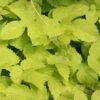 Humulus Lupulus 'Aureus' -Garden Supplies Sales 2024 pl0000001664