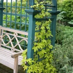 Humulus Lupulus 'Aureus' 6 Humulus Lupulus 'Aureus' -Garden Supplies Sales 2024 pl0000001664 card2 lg