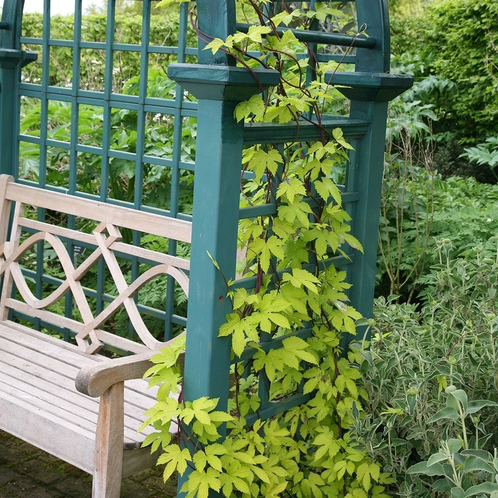 Humulus Lupulus 'Aureus' 4 Humulus Lupulus 'Aureus' - Image 2