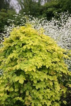 Humulus Lupulus 'Aureus' 7 Humulus Lupulus 'Aureus' -Garden Supplies Sales 2024 pl0000001664 card4 lg