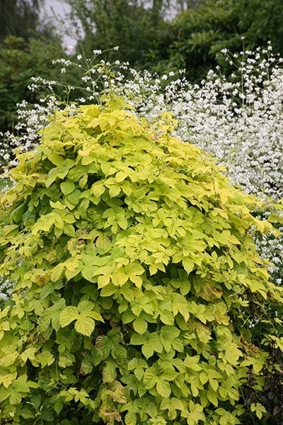 Humulus Lupulus 'Aureus' 5 Humulus Lupulus 'Aureus' - Image 3