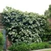 Hydrangea Anomala Subsp. Petiolaris -Garden Supplies Sales 2024 pl0000001665
