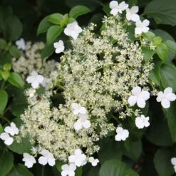 Hydrangea Anomala Subsp. Petiolaris -Garden Supplies Sales 2024 pl0000001665 card3 lg