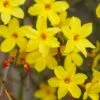 Jasminum Nudiflorum -Garden Supplies Sales 2024 pl0000001667