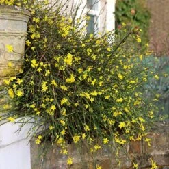Jasminum Nudiflorum -Garden Supplies Sales 2024 pl0000001667 card3 lg