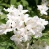 Jasminum Officinale -Garden Supplies Sales 2024 pl0000001668