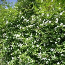 Jasminum Officinale 7 Jasminum Officinale -Garden Supplies Sales 2024 pl0000001668 card2 lg