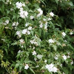 Jasminum Officinale 8 Jasminum Officinale -Garden Supplies Sales 2024 pl0000001668 card3 lg
