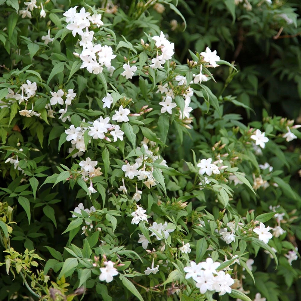 Jasminum Officinale 5 Jasminum Officinale - Image 3