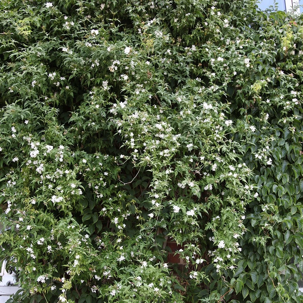 Jasminum Officinale 6 Jasminum Officinale - Image 4
