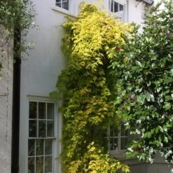 Jasminum Officinale Fiona Sunrise ('Frojas') (PBR) -Garden Supplies Sales 2024 pl0000001670 card2 lg