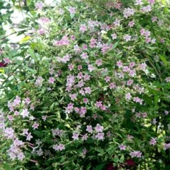 Jasminum × Stephanense -Garden Supplies Sales 2024 pl0000001673 card3 lg