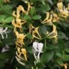 Lonicera Japonica 'Halliana' -Garden Supplies Sales 2024 pl0000001678