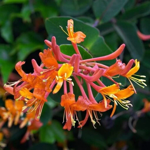 Lonicera 'Mandarin' -Garden Supplies Sales 2024 pl0000001680