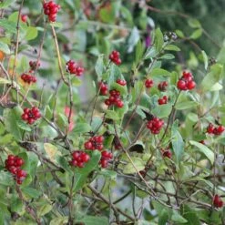 Lonicera Periclymenum 'Belgica' -Garden Supplies Sales 2024 pl0000001683 card4 lg