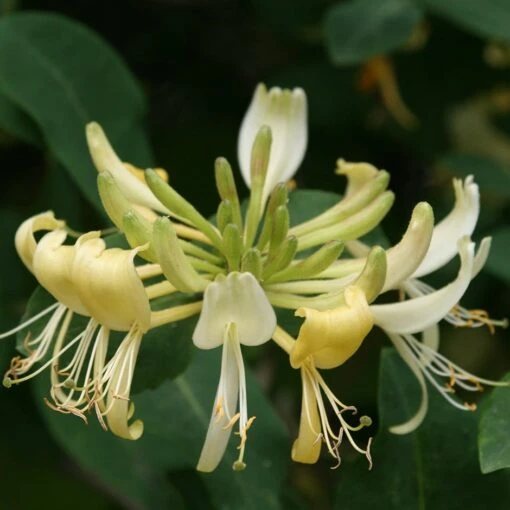 Lonicera Periclymenum 'Graham Thomas' -Garden Supplies Sales 2024 pl0000001684