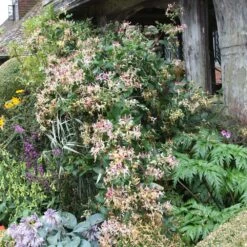 Lonicera Periclymenum 'Serotina' -Garden Supplies Sales 2024 pl0000001685 card3 lg