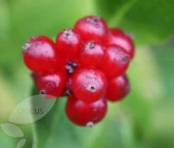 Lonicera Periclymenum 'Serotina' -Garden Supplies Sales 2024 pl0000001685 card4 lg