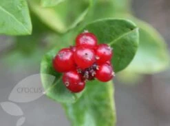 Lonicera × Brownii 'Dropmore Scarlet' 9 Lonicera × Brownii 'Dropmore Scarlet' -Garden Supplies Sales 2024 pl0000001687 card4 lg