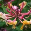 Lonicera × Heckrottii 'Gold Flame' -Garden Supplies Sales 2024 pl0000001689