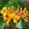 Lonicera × Tellmanniana -Garden Supplies Sales 2024 pl0000001690