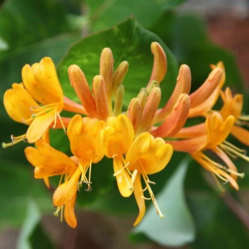 Lonicera × Tellmanniana -Garden Supplies Sales 2024 pl0000001690