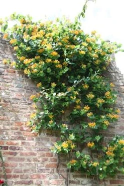 Lonicera × Tellmanniana -Garden Supplies Sales 2024 pl0000001690 card2 lg