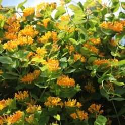 Lonicera × Tellmanniana -Garden Supplies Sales 2024 pl0000001690 card3 lg