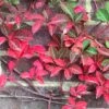 Parthenocissus Henryana -Garden Supplies Sales 2024 pl0000001691