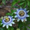 Passiflora Caerulea 1 Passiflora Caerulea -Garden Supplies Sales 2024 pl0000001697