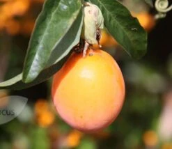 Passiflora Caerulea -Garden Supplies Sales 2024 pl0000001697 card3 lg