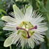 Passiflora Caerulea 'Constance Eliott' 2 Passiflora Caerulea 'Constance Eliott' -Garden Supplies Sales 2024 pl0000001698