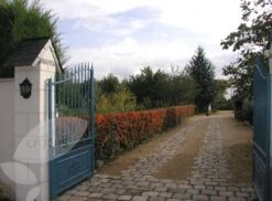 Pyracantha Saphyr Orange ('Cadange') -Garden Supplies Sales 2024 pl0000001709 card4 lg