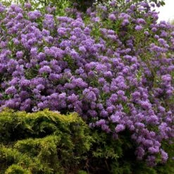 Solanum Crispum 'Glasnevin' -Garden Supplies Sales 2024 pl0000001720 card4 lg