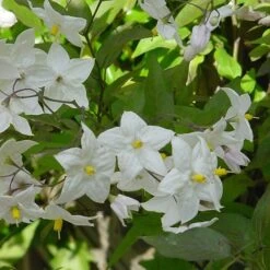 Solanum Laxum 'Album' -Garden Supplies Sales 2024 pl0000001722 card3 lg