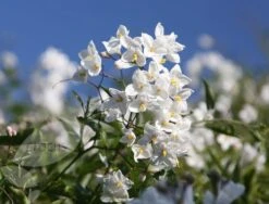 Solanum Laxum 'Album' -Garden Supplies Sales 2024 pl0000001722 card4 lg