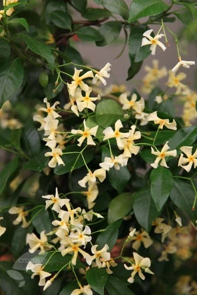 Trachelospermum Asiaticum 4 Trachelospermum Asiaticum - Image 2