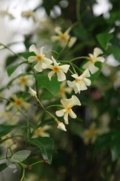 Trachelospermum Asiaticum 7 Trachelospermum Asiaticum -Garden Supplies Sales 2024 pl0000001727 card3 lg
