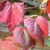 Vitis Coignetiae -Garden Supplies Sales 2024 pl0000001730