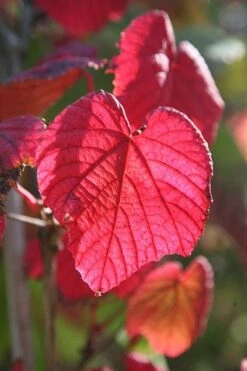 Vitis Coignetiae -Garden Supplies Sales 2024 pl0000001730 card3 lg