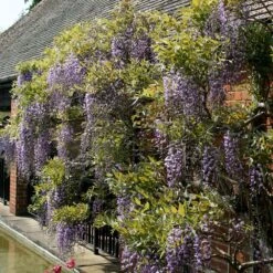 Wisteria Floribunda -Garden Supplies Sales 2024 pl0000001735 card2 lg