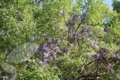 Wisteria Floribunda -Garden Supplies Sales 2024 pl0000001735 card4 lg